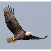 Bird of the week image