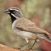 Adult