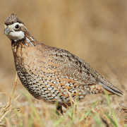 Male. Note: white throat/eyebrow with dark outline.