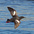 Breeding plumage adult in flight. Note: black body, broad white wing patches, and red feet.