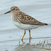 Note yellow legs, shorter bill, and brownish back. Note yellow legs, shorter bill, and brownish back.