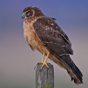 Juvenile Northern Harrier. Note: buffy breast. Juvenile Northern Harrier. Note: buffy breast.