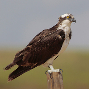 Adult Osprey Adult Osprey