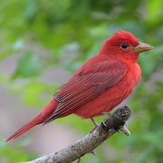 Male. Note: large bill. Male. Note: large bill.